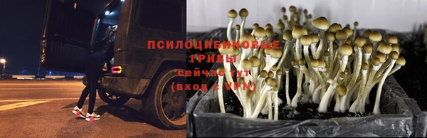 сатива Алексин